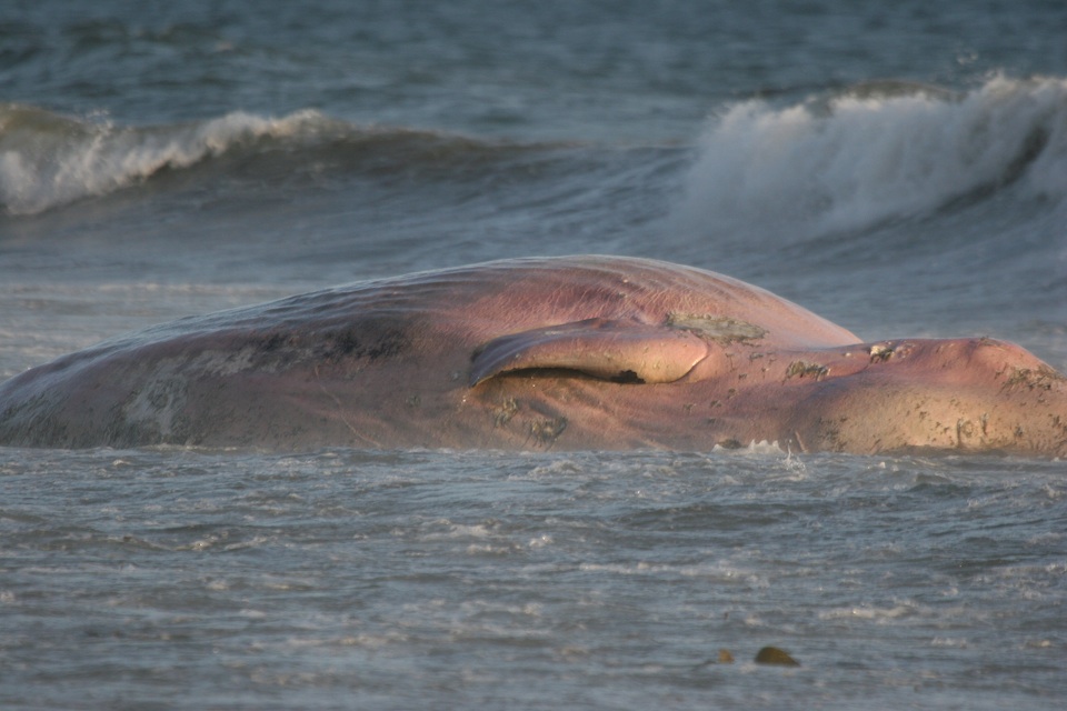 Dead Whale